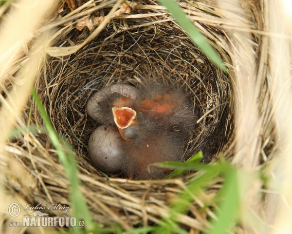 Strnad obecný (Emberiza citrinella)