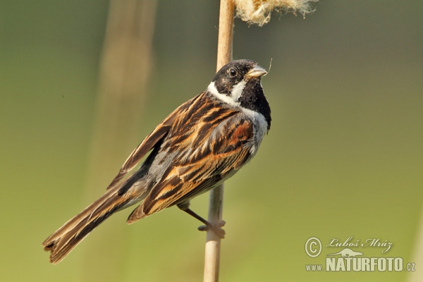 Strnad rákosní (Emberiza schoeniclus)