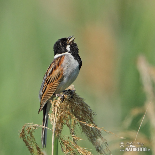 Strnad rákosní (Emberiza schoeniclus)