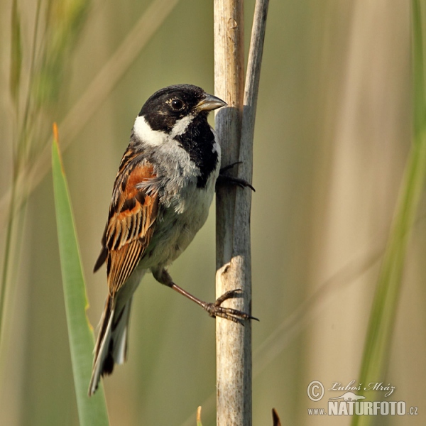 Strnad rákosní (Emberiza schoeniclus)