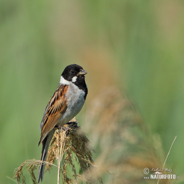 Strnad rákosní (Emberiza schoeniclus)