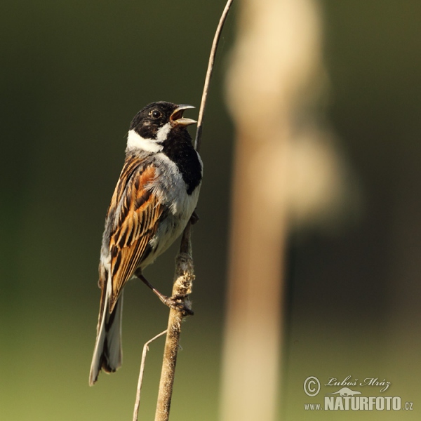 Strnad rákosní (Emberiza schoeniclus)