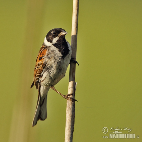 Strnad rákosní (Emberiza schoeniclus)