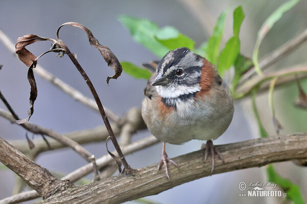 Strnadec ranní (Zonotrichia capensis)