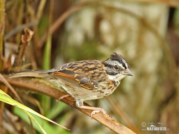 Strnadec ranní (Zonotrichia capensis)