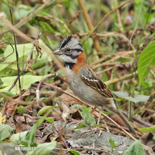 Strnadec ranní (Zonotrichia capensis)