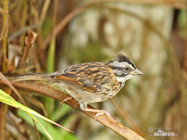 Strnadec ranní (Zonotrichia capensis)