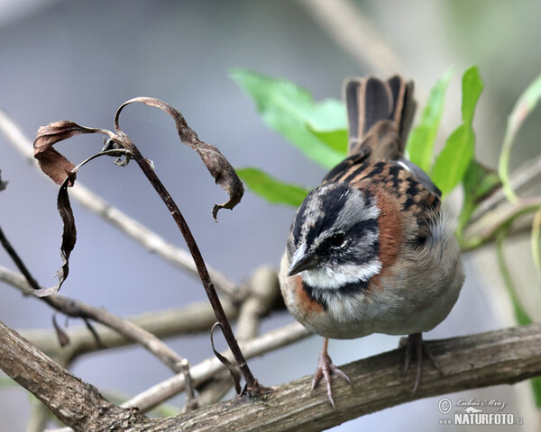 Strnadec ranní (Zonotrichia capensis)