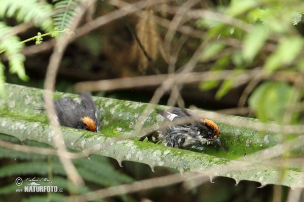 Strnádek běloskvrnný (Atlapetes leucopterus)