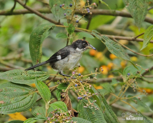 Strnádek běloskvrnný (Atlapetes leucopterus)