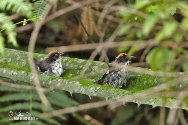 Strnádek běloskvrnný (Atlapetes leucopterus)