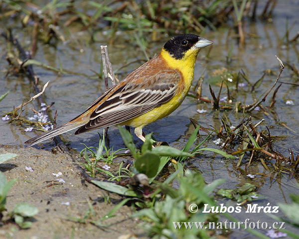 Strnádka čiernohlavá (Emberiza melanocephala)