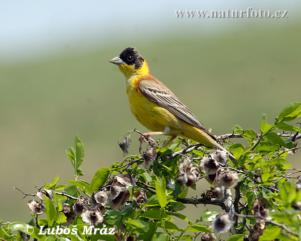 Strnádka čiernohlavá (Emberiza melanocephala)