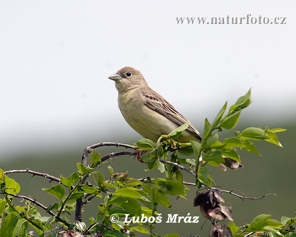 Strnádka čiernohlavá (Emberiza melanocephala)