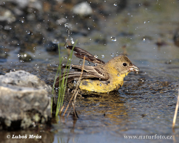 Strnádka čiernohlavá (Emberiza melanocephala)