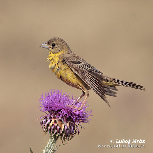 Strnádka čiernohlavá (Emberiza melanocephala)