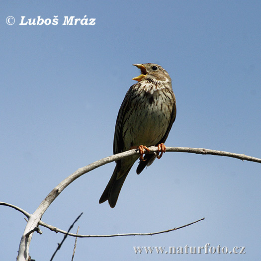 Strnádka lúčna (Emberiza calandra)