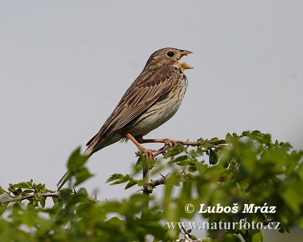 Strnádka lúčna (Emberiza calandra)