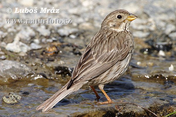 Strnádka lúčna (Emberiza calandra)