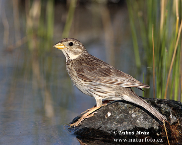 Strnádka lúčna (Emberiza calandra)