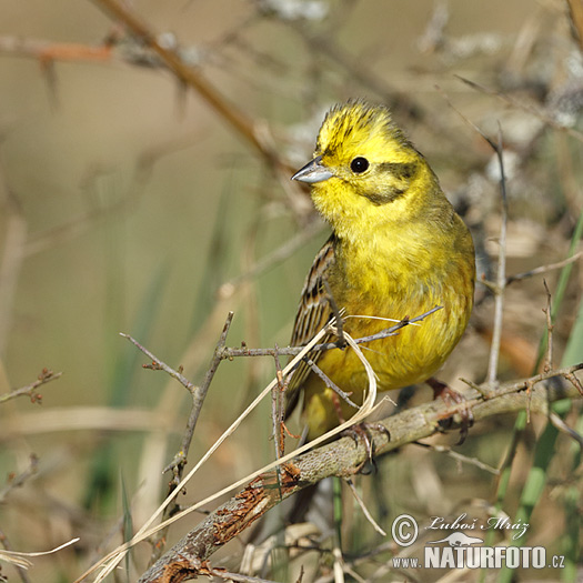 Strnádka obyčajná (Emberiza citrinella)