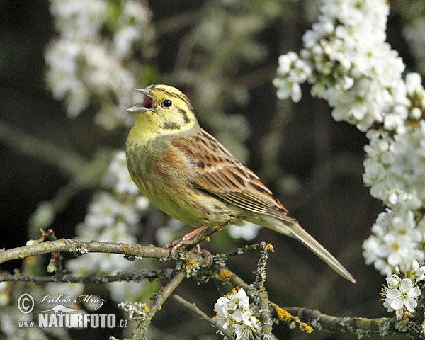 Strnádka obyčajná (Emberiza citrinella)