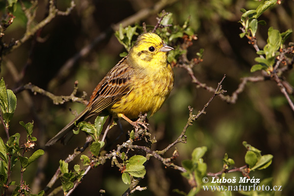 Strnádka obyčajná (Emberiza citrinella)