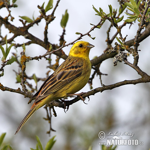 Strnádka obyčajná (Emberiza citrinella)