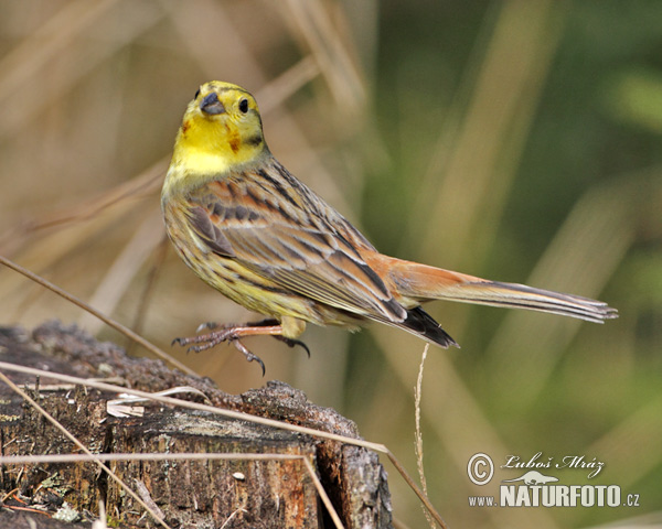 Strnádka obyčajná (Emberiza citrinella)