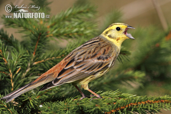 Strnádka obyčajná (Emberiza citrinella)