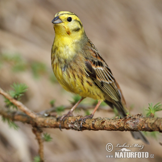 Strnádka obyčajná (Emberiza citrinella)