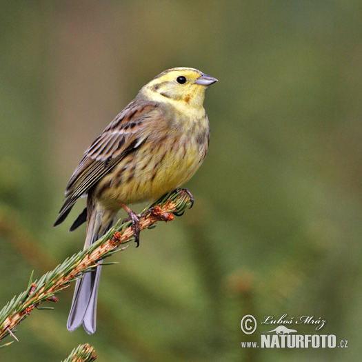 Strnádka obyčajná (Emberiza citrinella)