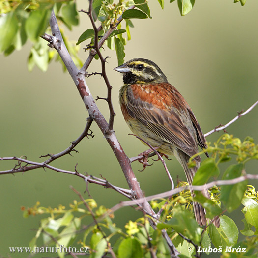 Strnádka svrčivá (Emberiza cirlus)