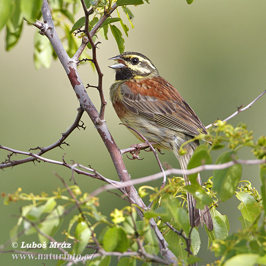 Strnádka svrčivá (Emberiza cirlus)