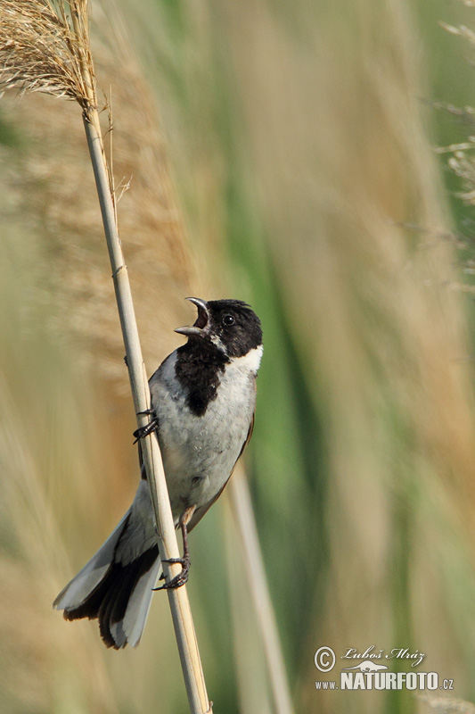 Strnádka trsťová (Emberiza schoeniclus)