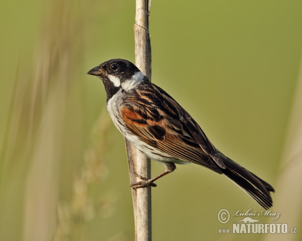 Strnádka trsťová (Emberiza schoeniclus)