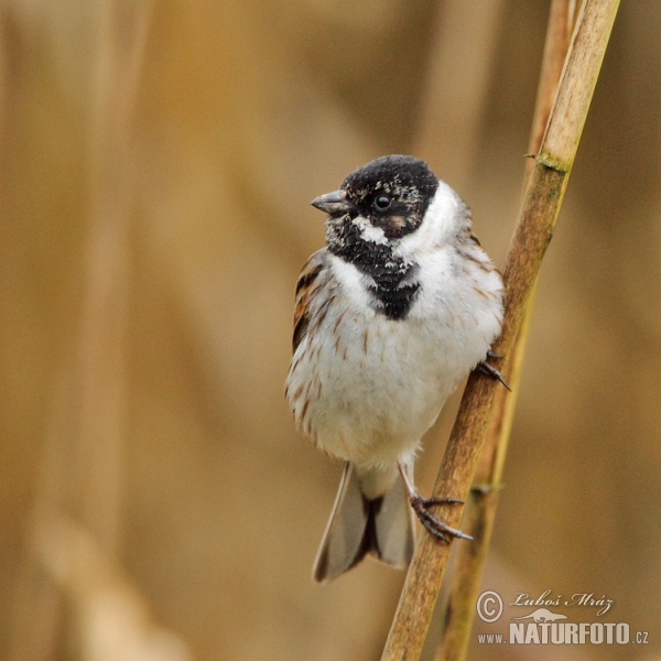 Strnádka trsťová (Emberiza schoeniclus)