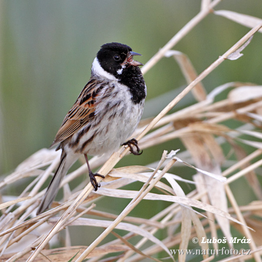 Strnádka trsťová (Emberiza schoeniclus)