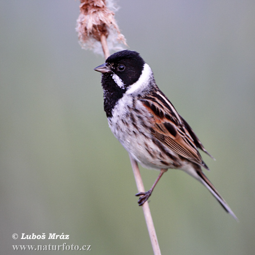 Strnádka trsťová (Emberiza schoeniclus)