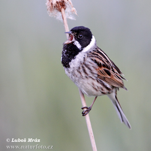 Strnádka trsťová (Emberiza schoeniclus)