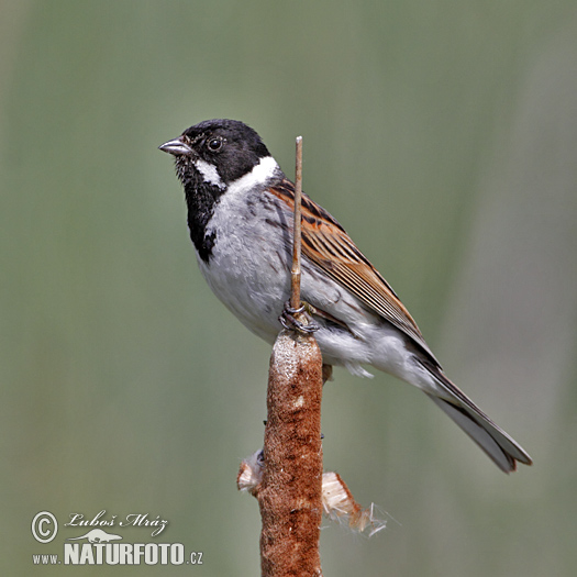 Strnádka trsťová (Emberiza schoeniclus)