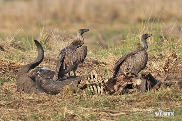 Sup africký (Gyps africanus)