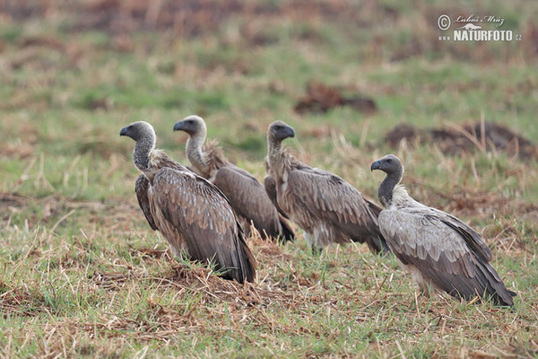 Sup africký (Gyps africanus)