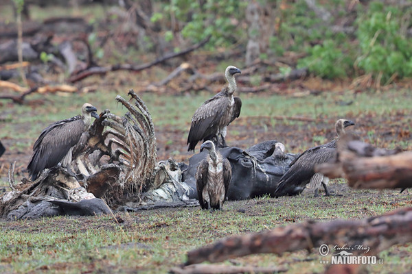 Sup africký (Gyps africanus)