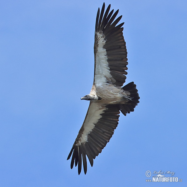 Sup africký (Gyps africanus)