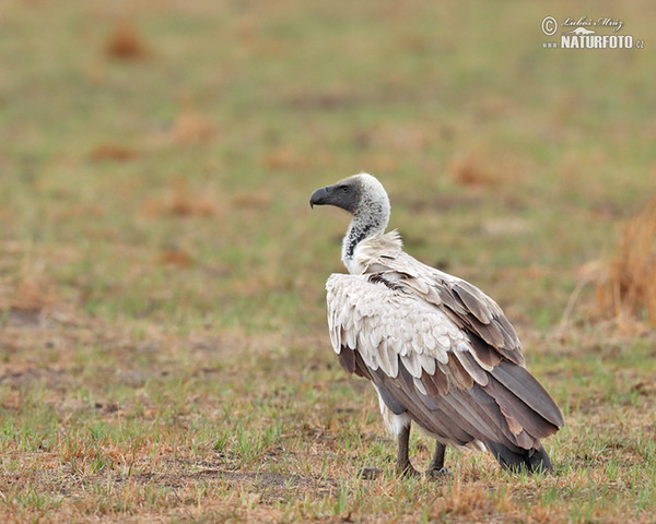 Sup africký (Gyps africanus)