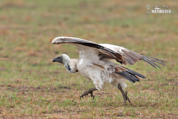 Sup africký (Gyps africanus)