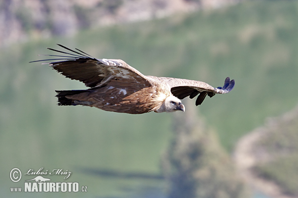 Sup bielohlavý (Gyps fulvus)