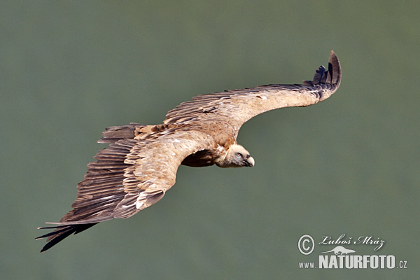 Sup bielohlavý (Gyps fulvus)