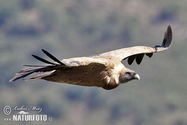 Sup bielohlavý (Gyps fulvus)